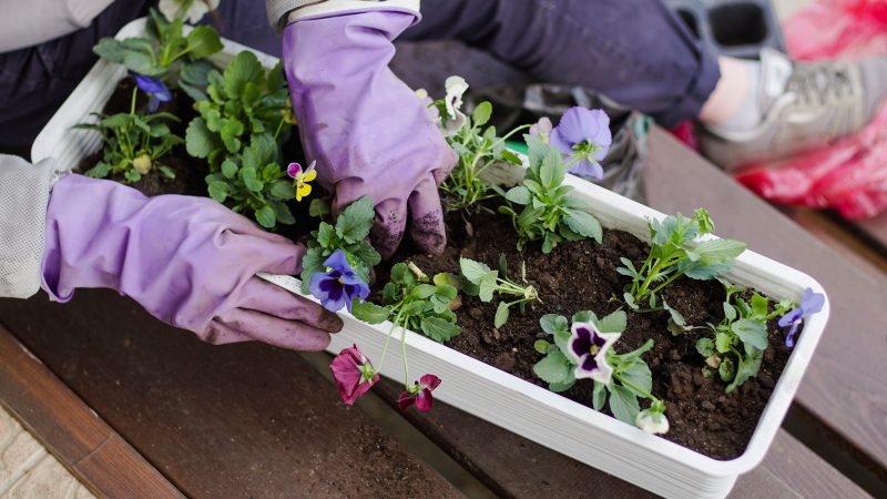 The Ultimate Guide to Container Gardening