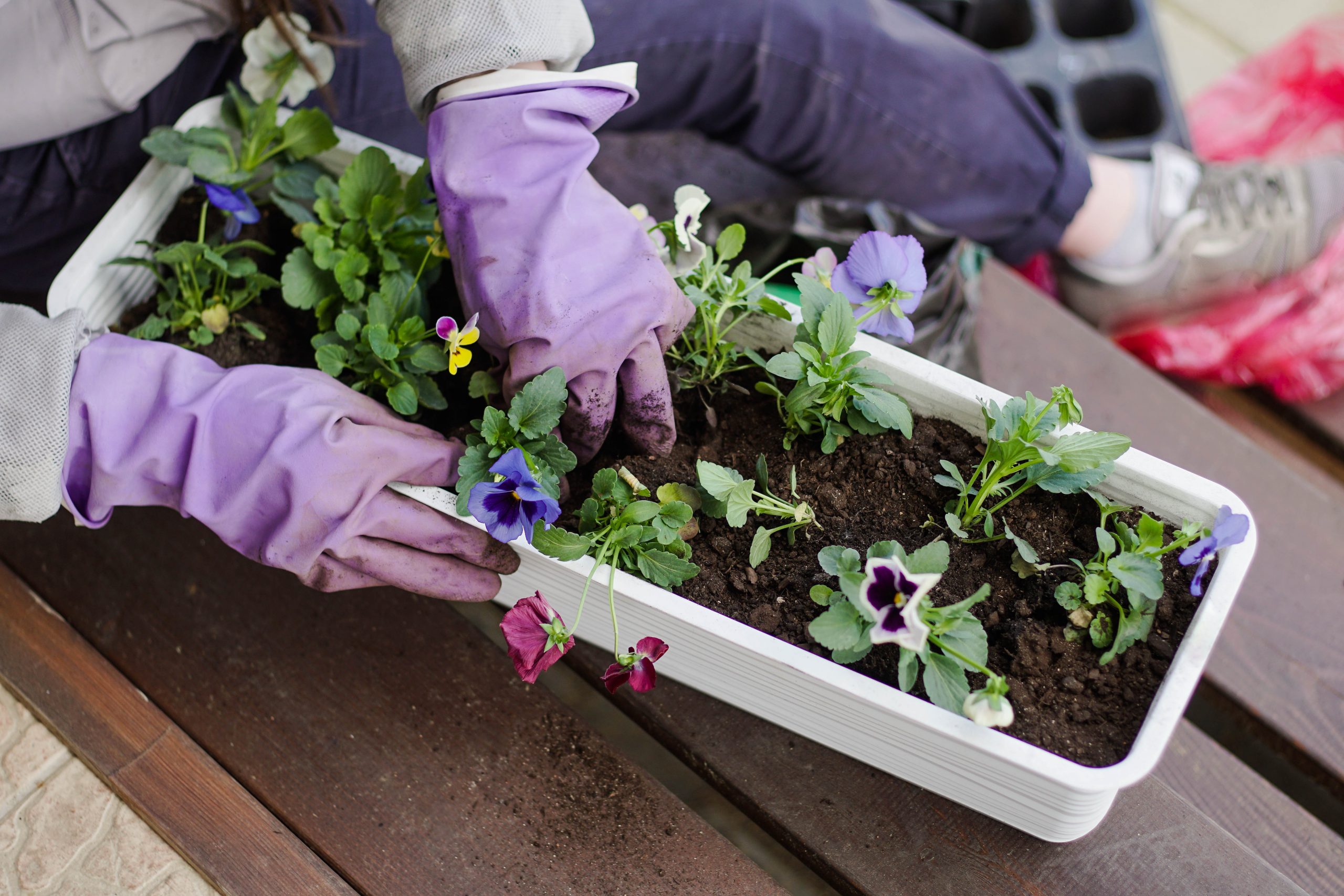 The Ultimate Guide to Container Gardening