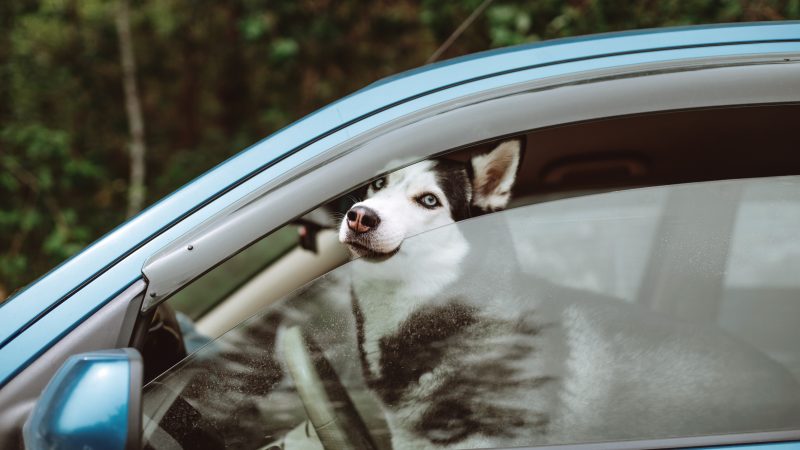 The Dos and Don’ts of Riding with Your Dog in the Car