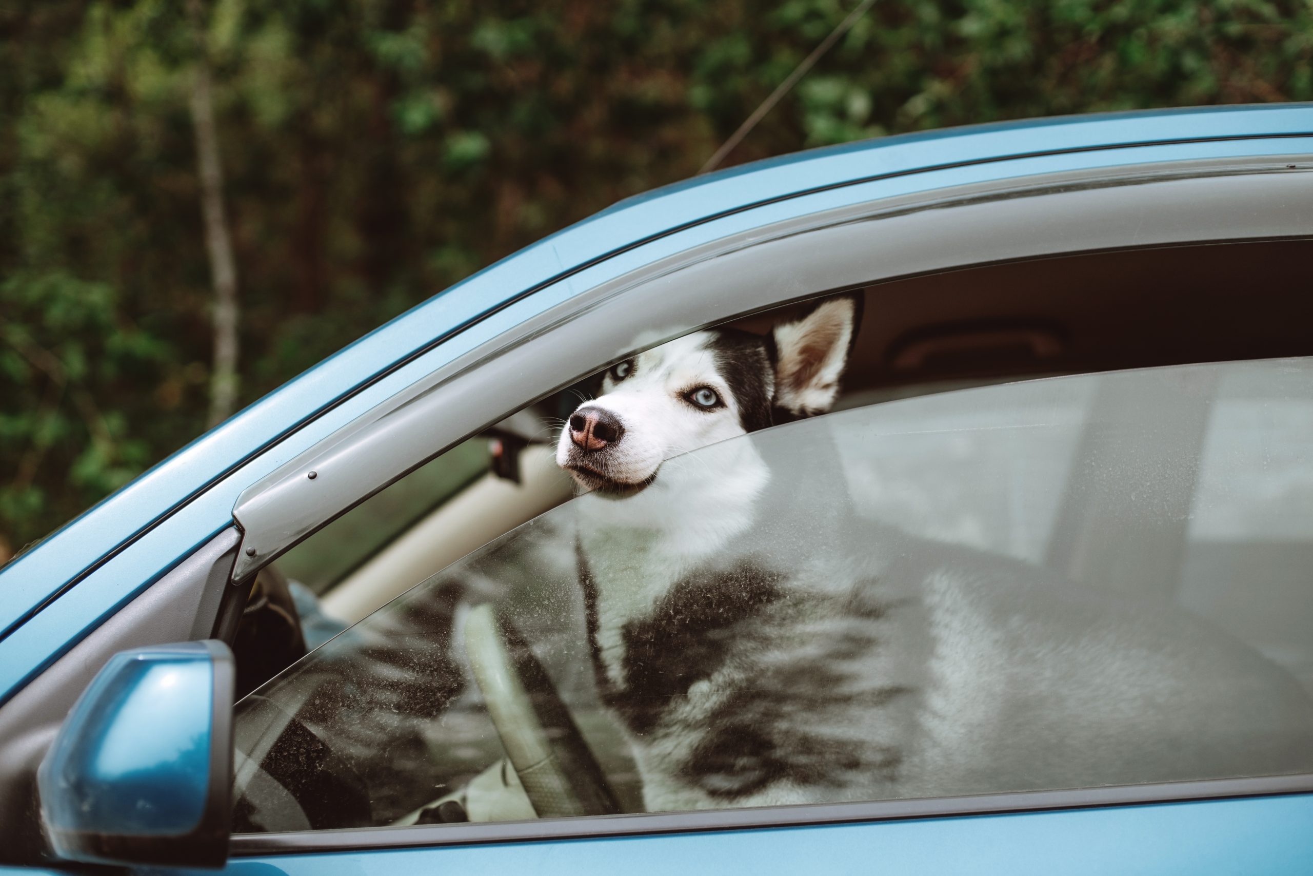 The Dos and Don’ts of Riding with Your Dog in the Car