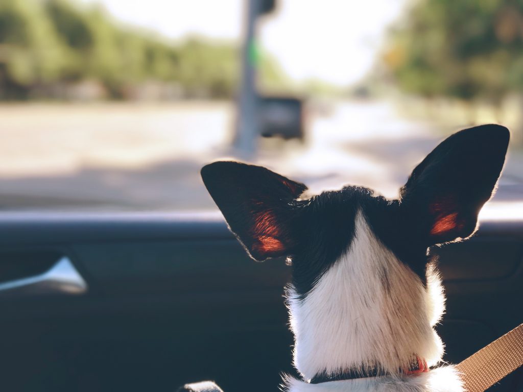 Choose the Right Vehicle for Your Dog