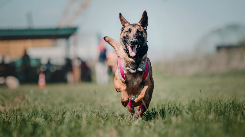 The 5 Best Dog Training Courses For Service Dogs