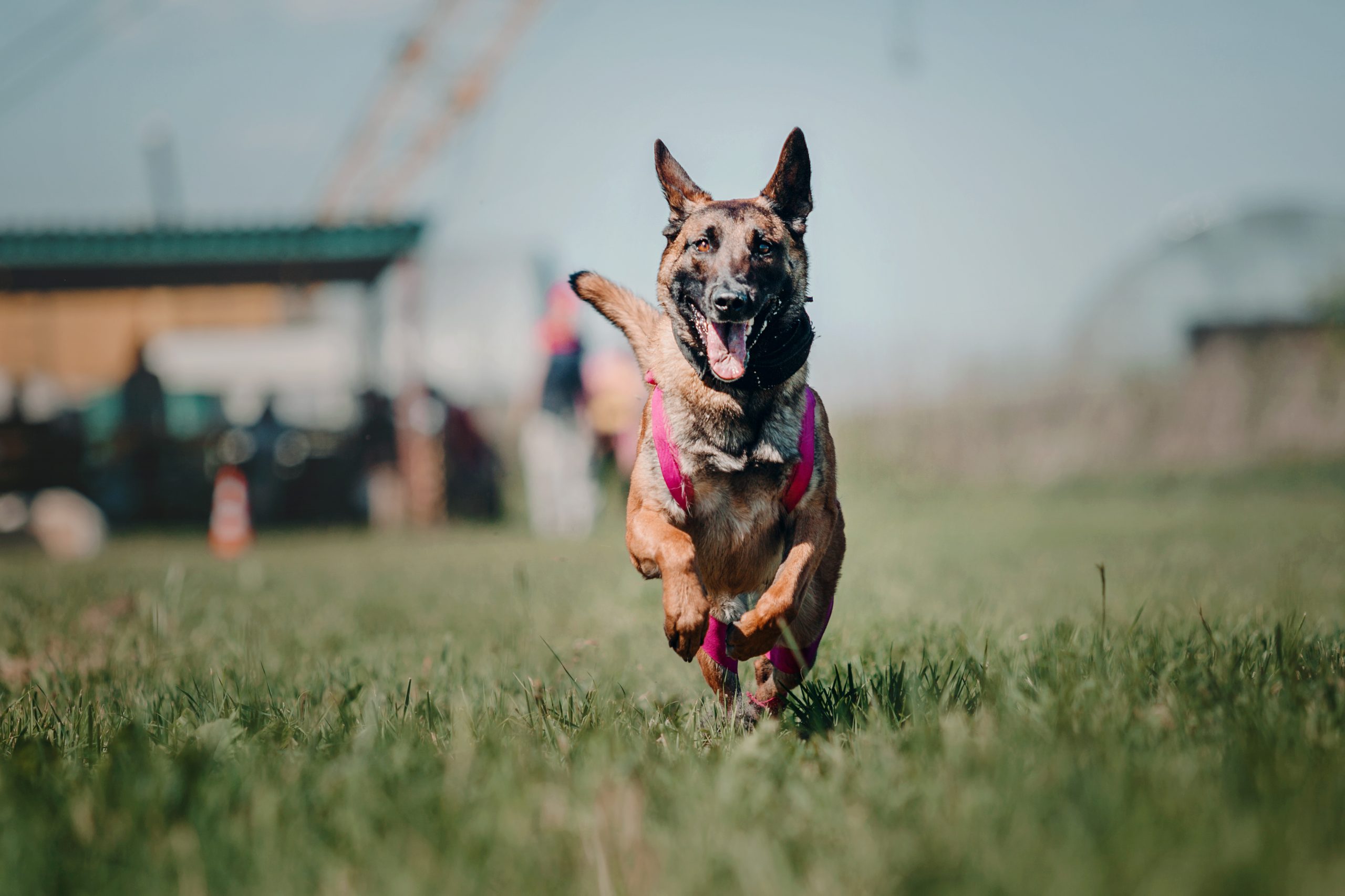 The 5 Best Dog Training Courses For Service Dogs