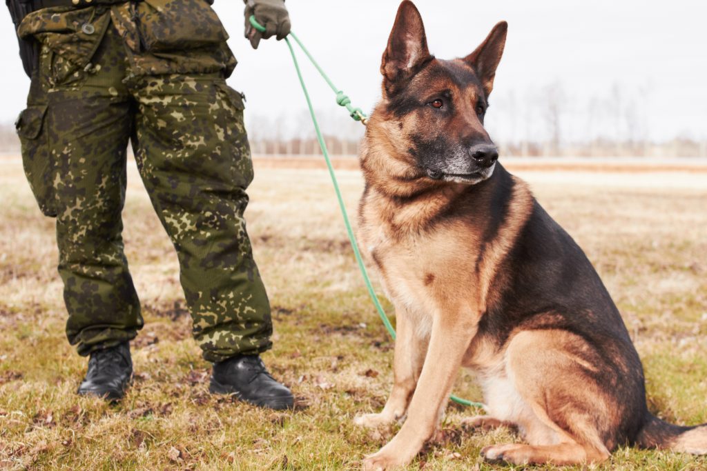 Course 1: Assistance Dogs International