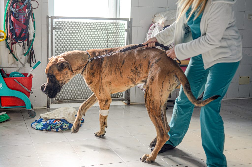 Course 1: Assistance Dogs International